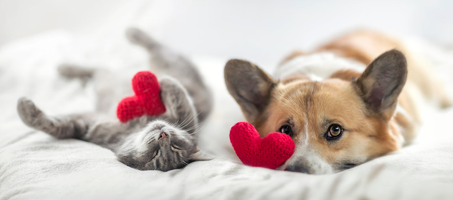 pet love through innovative products